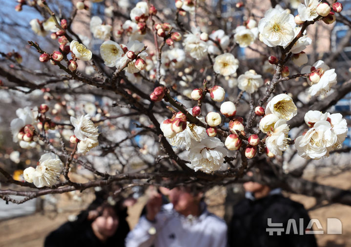 [부산=뉴시스] 부산 남구 동명대학교에서 시민들이 꽃망울을 터트린 '봄의 전령' 매화를 구경하고 있다. (사진=뉴시스 DB). photo@newsis.com