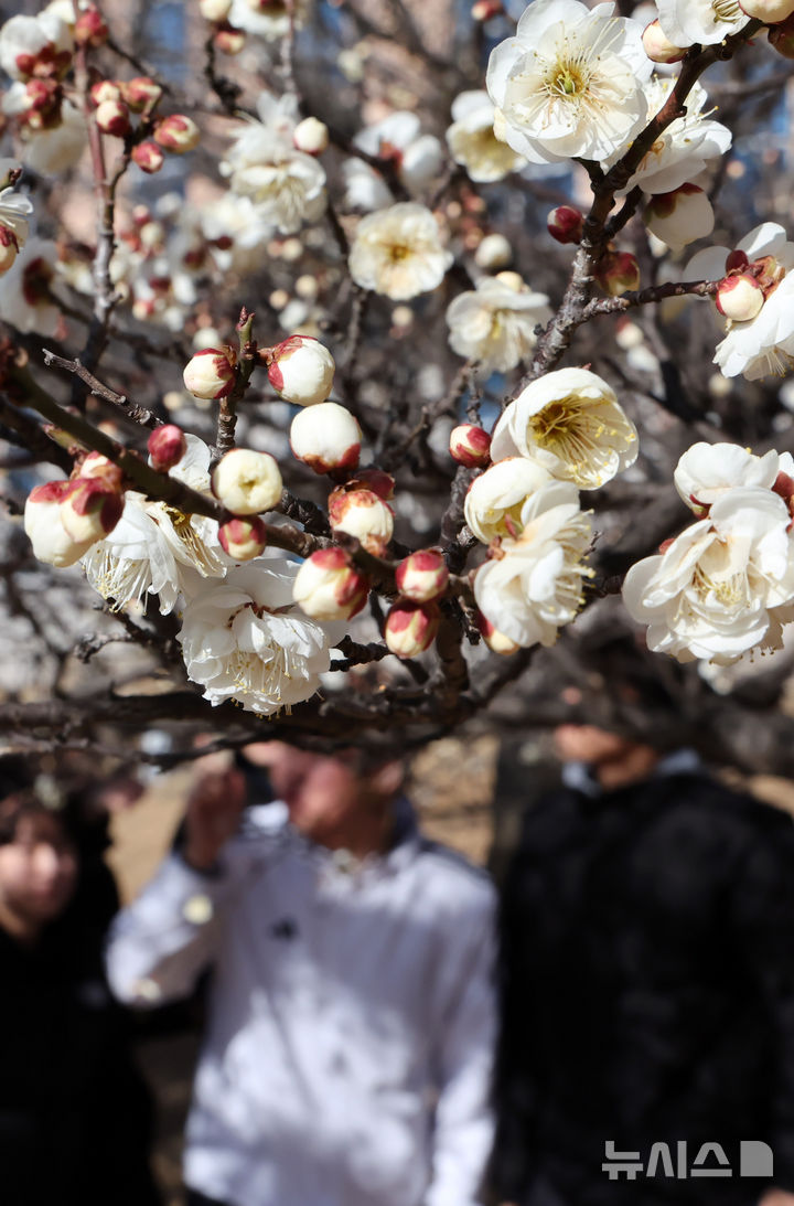 한파 속 봄 소식 전하는 매화 - 뉴스 썸네일 이미지