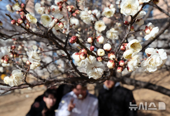  [부산=뉴시스] 하경민 기자 = 전국적으로 한파가 지속된 25일 부산 남구 동명대학교에서 시민들이 꽃망울을 터트린 '봄의 전령' 매화를 구경하고 있다. 2026.01.25. yulnetphoto@newsis.com
