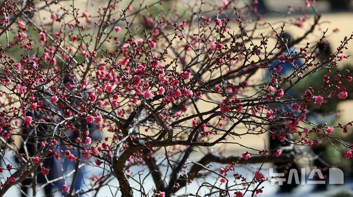  [부산=뉴시스] 하경민 기자 = 전국적으로 한파가 지속된 25일 부산 남구 유엔기념공원을 찾은 시민들이 꽃망울을 터트린 '봄의 전령' 홍매화를 구경하고 있다. 2026.01.25. yulnetphoto@newsis.com