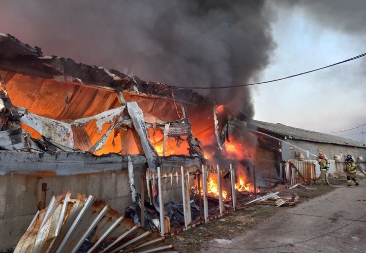 경북 구미 돈사 불…돼지 800마리 폐사