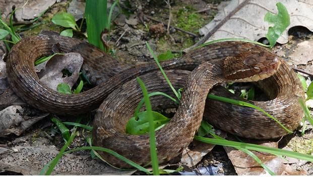 [세종=뉴시스]쇠살모사 고유종 사진이다. (사진=국립생물자원관 제공) *재판매 및 DB 금지