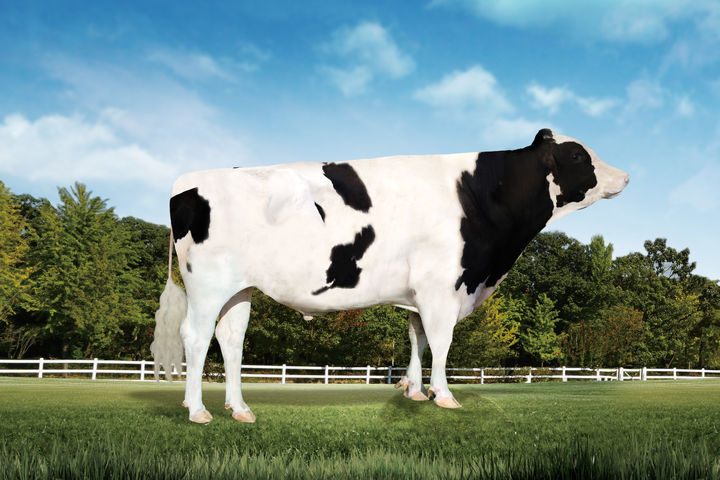 젖소 혈통관리 정확도 높인다…농진청, 씨수소 유전자 공개