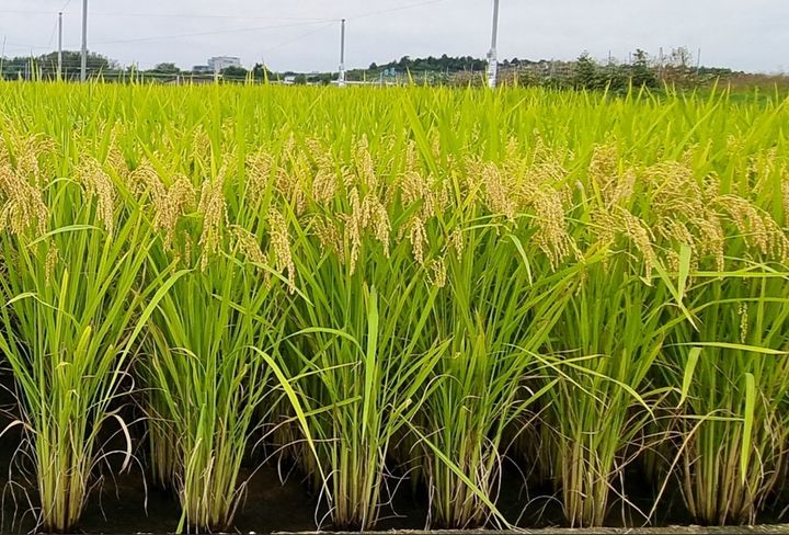 농진청, 최고품질 벼 '수광1' 선정…밥맛·재배안정성 인정