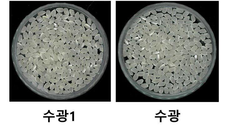 [세종=뉴시스] 농촌진흥청은 2025년도 '최고품질 벼 품종'으로 '수광1'을 선정했다고 26일 밝혔다. 사진은 수광1(왼쪽)과 수광 백미 비교 사진. (사진=농진청 제공) 2026.01.26. photo@newsis.com *재판매 및 DB 금지