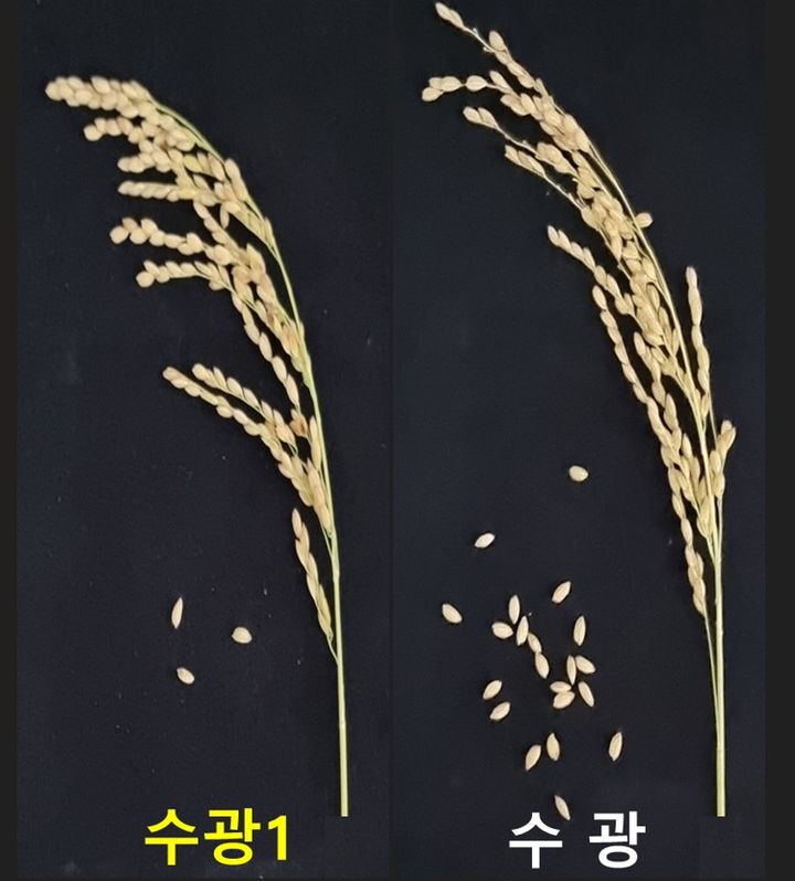 [세종=뉴시스] 농촌진흥청은 2025년도 '최고품질 벼 품종'으로 '수광1'을 선정했다고 26일 밝혔다. 사진은 수광1 낙곡 정도. (사진=농진청 제공) 2026.01.26. photo@newsis.com *재판매 및 DB 금지