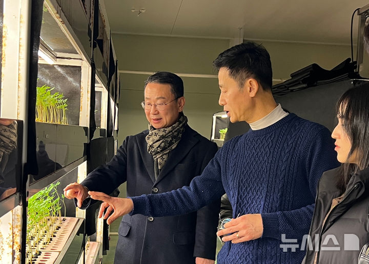 [영광=뉴시스] 영광군 관내 농업회사법인 ㈜이로운세상(대표 양진선)에서 키운 새싹인삼이 일본에 본격 수출된다. (사진=영광군 제공) photo@newsis.com *재판매 및 DB 금지