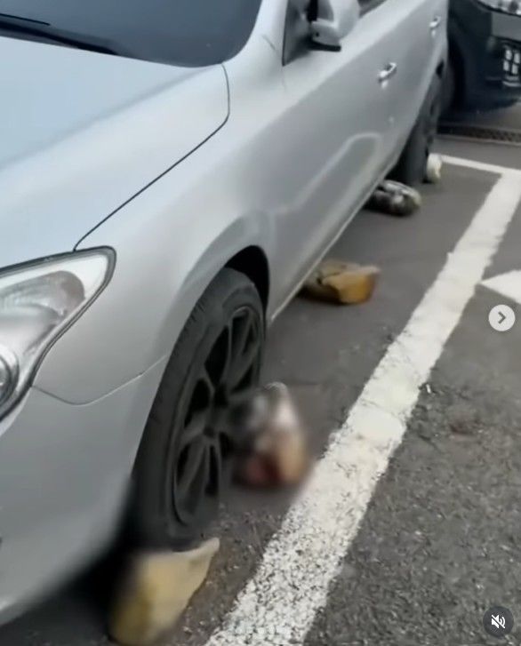 주차 막으려고 접착제로 돌 붙였다…이웃 갈등에 경찰 출동