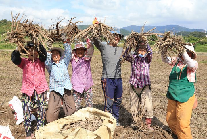 [산청=뉴시스] 산청군 약초재배단지 정광들 작약 뿌리 수확 (사진=산청군 제공) 2026. 01. 27. photo@newsis.com *재판매 및 DB 금지
