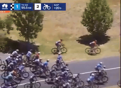 [뉴시스]호주의 국제 사이클 대회에서 캥거루가 경기 코스에 난입했다. (영상 = @flobikes 인스타그램 캡처) *재판매 및 DB 금지