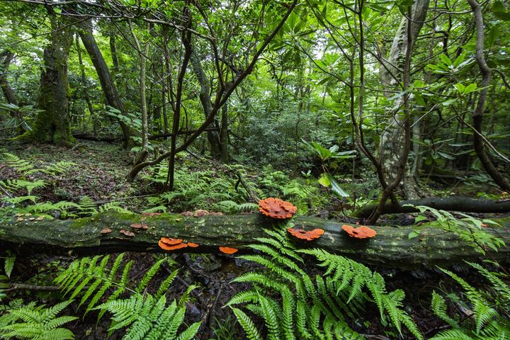 [제주=뉴시스] 곶자왈 내부 모습. (사진=제주곶자왈공유화재단 제공) 2026.01.27. photo@newsis.com *재판매 및 DB 금지
