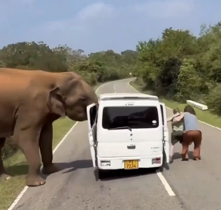3톤 야생 코끼리 돌진…관광객 탄 차량 들어 올렸다