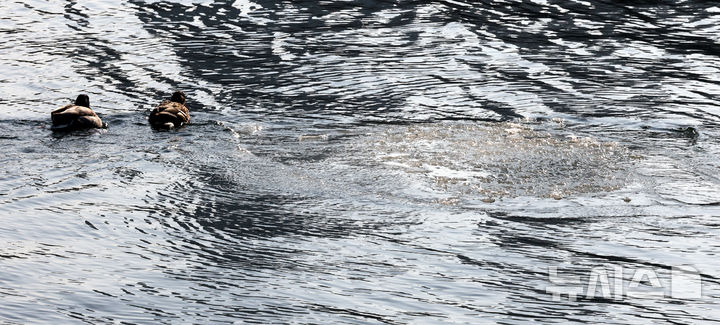 [서울=뉴시스] 박주성 기자 = 중부지방을 중심으로 아침 기온이 영하 10도 안팎을 보이며 영하의 날씨가 지속되고 있는 27일 오전 서울 반포대교 한강변에 유빙이 떠 다니고 있다. 2026.01.27. park7691@newsis.com