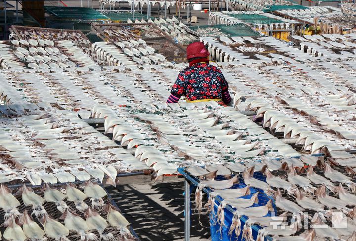  [부산=뉴시스] 하경민 기자 = 27일 부산 기장군의 한 어촌마을에서 어민들이 손질한 오징어, 생선 등을 겨울 해풍에 건조하고 있다. 2026.01.27. yulnetphoto@newsis.com