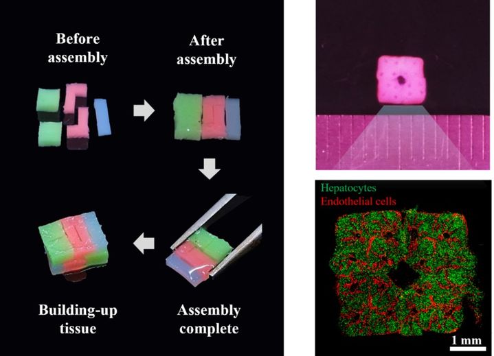 [서울=뉴시스] 티앤알바이오팹, 3D 바이오프린팅된 세포 블록의 조립 개념 및 이를 활용해 형성한 '혈관망을 포함하는 간 조직' 이미지 (사진=티앤알바이오팹 제공) 2026.01.28. photo@newsis.com *재판매 및 DB 금지