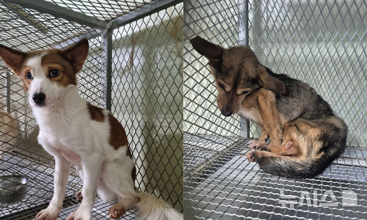 [부산=뉴시스] 진민현 기자 = 26일 부산 강서구 동물보호센터 '하얀비둘기'에서 보호견들이 보호소 안에 머물고 있다. 2026.01.26 truth@newsis.com