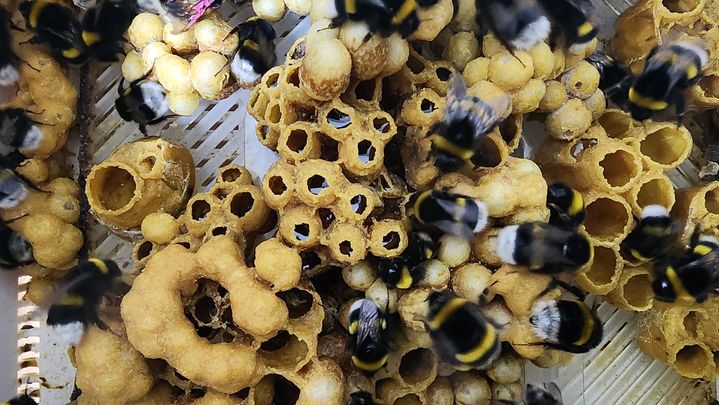 농진청, 작물 생산성 향상 뒤영벌 국산화·스마트화 속도…수출도 추진