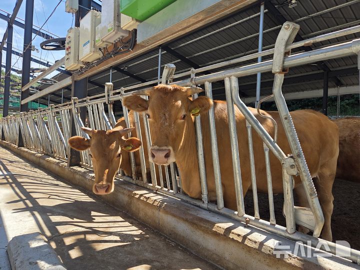 [합천=뉴시스]경남 합천의 한우 농가.(자료사진=경남도 제공)