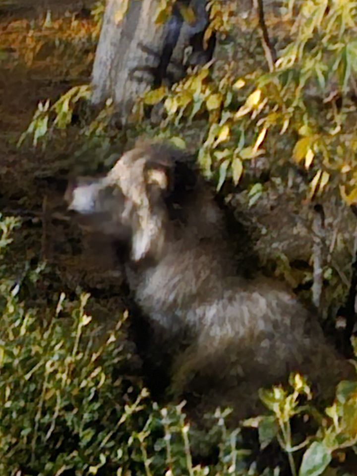 [서울=뉴시스] 송종호 기자= 28일 의료계에 따르면 공수병은 광견병 바이러스에 의해 발생하는 중추신경계 감염 질환으로, 사람과 동물 모두에게 감염될 수 있는 대표적인 인수공통감염병이다. 사진은 지난해 12월 서울 구로구 아파트 단지에 나타난 너구리의 모습. 2026.01.28. song@newsis.com *재판매 및 DB 금지