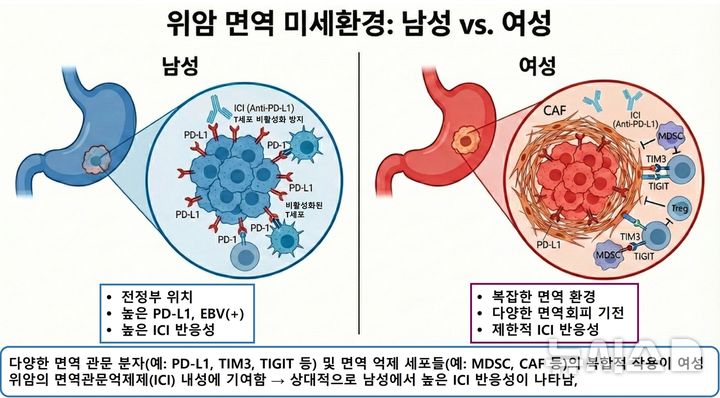 [서울=뉴시스] 남성과 여성의 위암 면역 미세환경 비교. 여성은 복잡한 면역 환경으로 면역관문억제제 반응이 제한적이다. (사진= 분당서울대병원 제공)