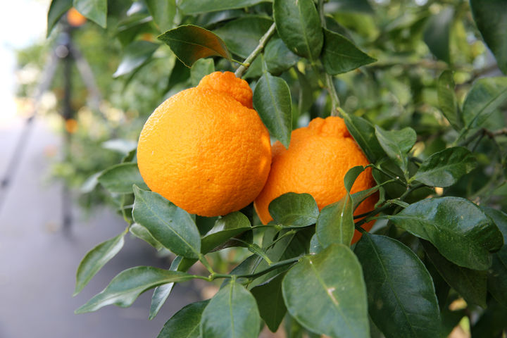 국산 만감류 '탐나는봉', 유전자 수준서 구별…농진청 특허 출원