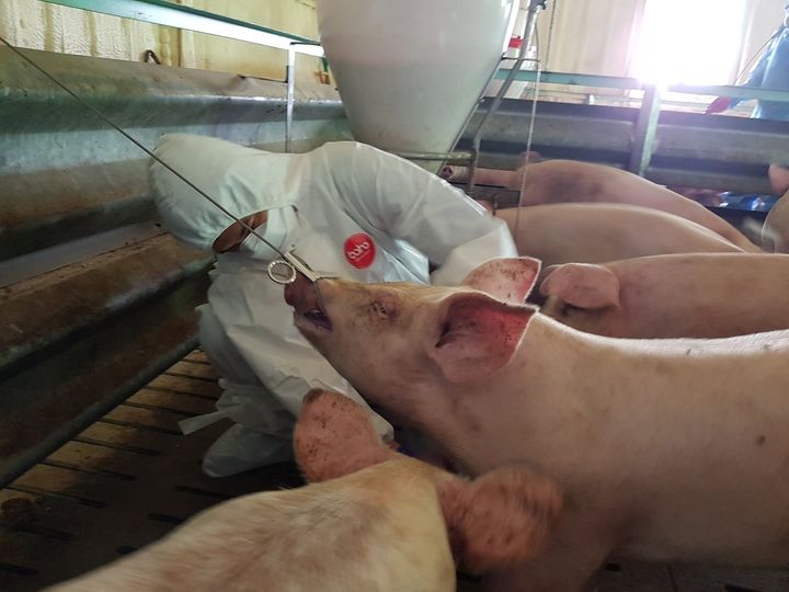 [충북=뉴시스] 사진은 충북도 양돈농가에서 아프리카돼지열병 방역 실태를 점검하고 있는 모습. (사진=충북도 제공) 2026.01.29. photo@newsis.com *재판매 및 DB 금지