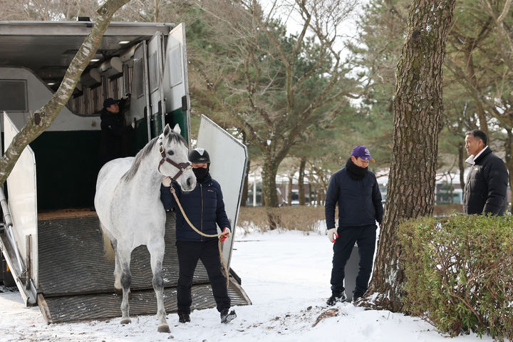 [제주=뉴시스] 제주목장에 도착한 닉스고. (사진=한국마사회 제주본부 제공) 2026.01.29. photo@newsis.com *재판매 및 DB 금지