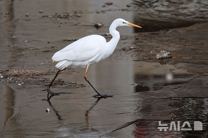 [서울=뉴시스] 권창회 기자 = 한파가 연일 이어지고 있는 29일 오전 서울 서대문구 홍제천에서 백로가 살얼음 위를 걷고 있다. 2026.01.29. kch0523@newsis.com