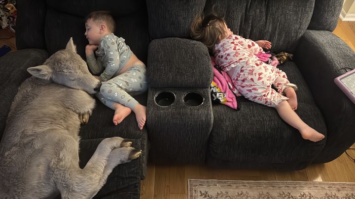 [마운트스털링=AP/뉴시스] 그레고리 소렐(3) 혹한기에 가족이 실내에 데려온 송아지와 잠들어 있다. 2026.01.24.