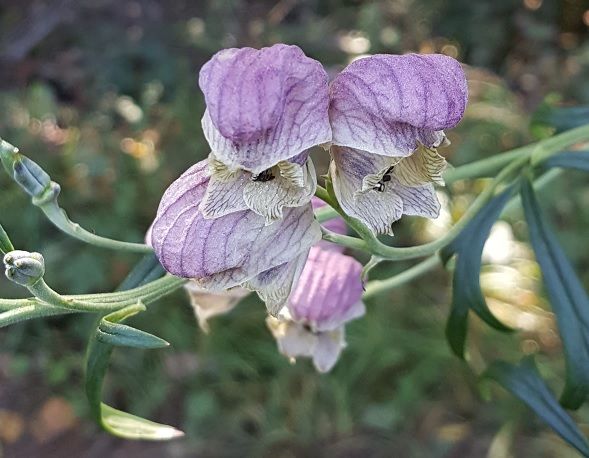 [수원=뉴시스] 희귀식물 '백부자'. (사진=경기도 제공) 2026.01.30. photo@newsis.com *재판매 및 DB 금지