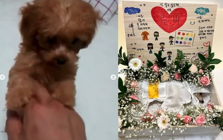 [뉴시스]배우 정가은이 15년간 길렀던 강아지 '루비'의 모습. (사진 = 정가은 인스타그램 캡처) *재판매 및 DB 금지