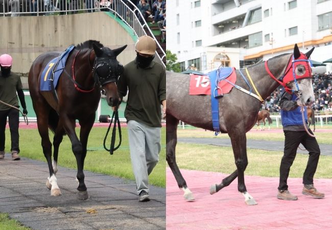 [서울=뉴시스] 내달 1일 렛츠런파크 서울 제9경주에 출전하는 '지모션(왼쪽)', '플라잉스타'. (사진=한국마사회 제공) *재판매 및 DB 금지