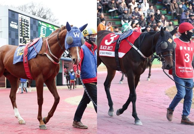 [서울=뉴시스] 내달 1일 렛츠런파크 서울 제9경주에 출전하는 '빅스고(왼쪽)', '블랙벨트'. (사진=한국마사회 제공) *재판매 및 DB 금지