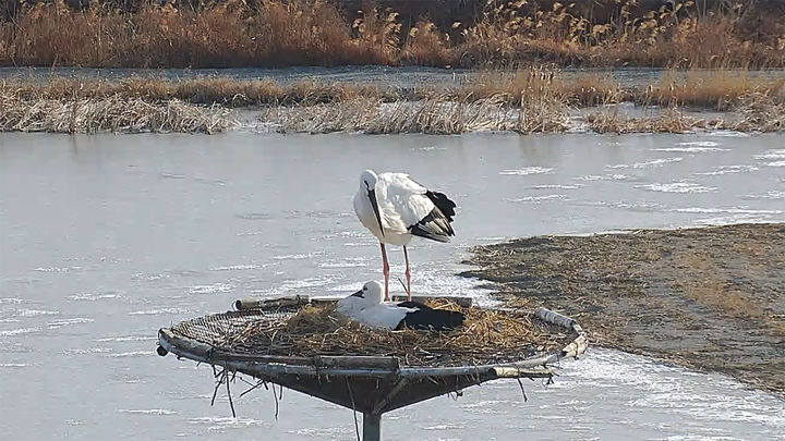 [서산=뉴시스] 지난 29일 충남 서산버드랜드사업소 주변 황새 둥지에서 4년 연속 산란에 성공한 황새부부가 포착됐다(사진은 암컷이 알을 품고 있고 수컷이 이를 지키고 있는 모습). (사진=서산시 제공) 2026.01.30. photo@newsis.com *재판매 및 DB 금지