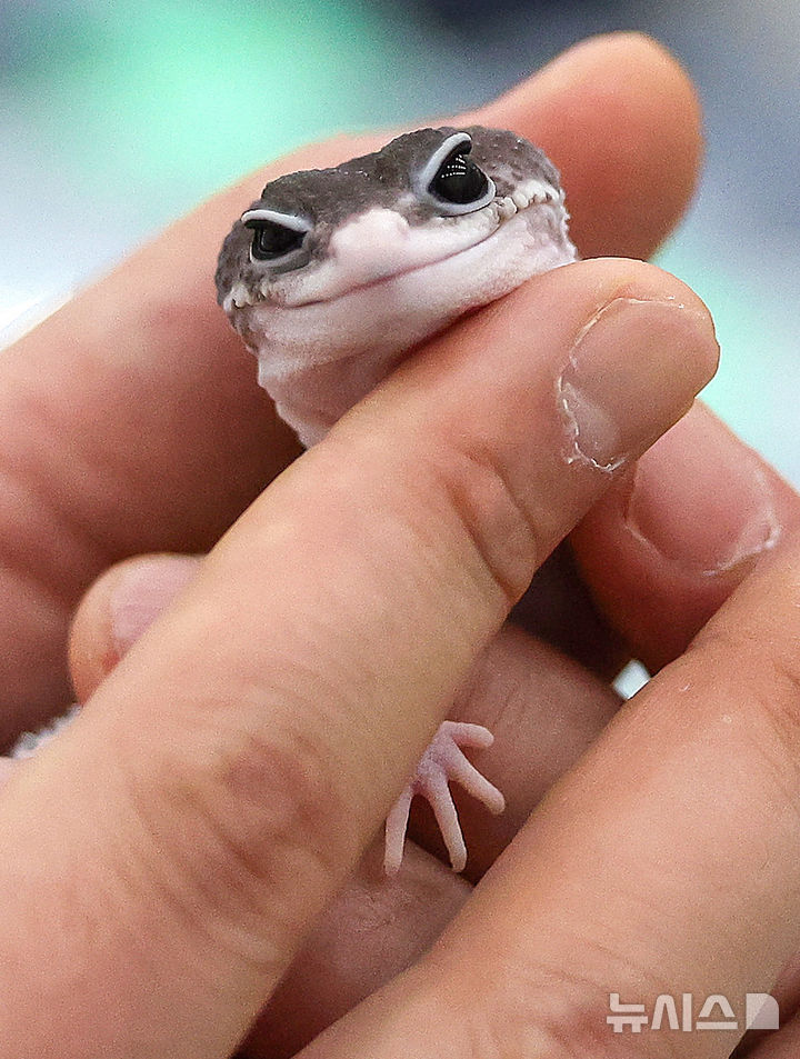 [대구=뉴시스] 이무열 기자 = 1일 대구 북구 엑스코에서 열린 ‘2026 밀림페어’에서 한 관람객이 도마뱀을 만져보고 있다. 2026.02.01. lmy@newsis.com