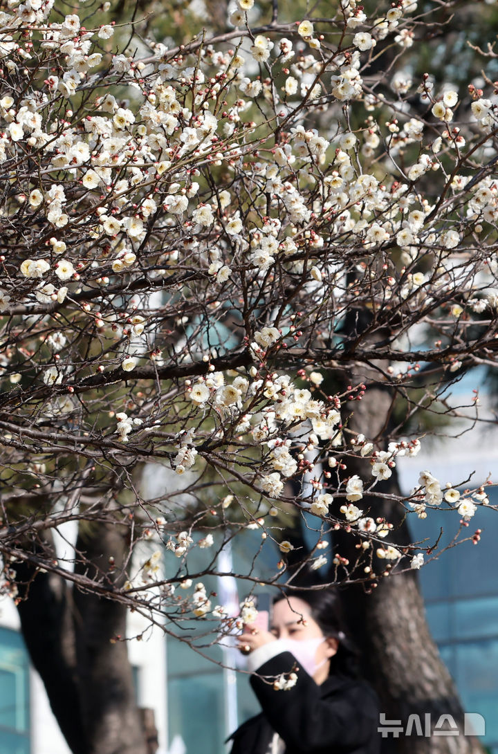  [부산=뉴시스] 하경민 기자 = 절기상 입춘(立春)을 사흘 앞둔 1일 부산 남구 동명대학교를 찾은 한 시민이 활짝 핀 '봄의 전령' 매화를 휴대전화로 촬영하고 있다. 2026.02.01. yulnetphoto@newsis.com