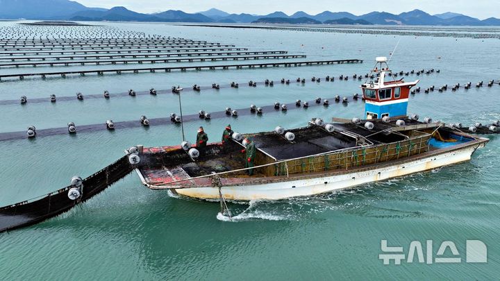 [장흥=뉴시스]장흥무산김 채취