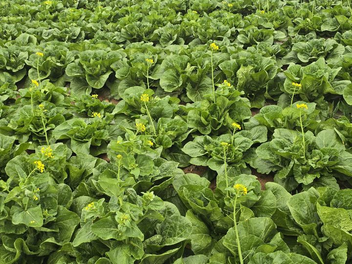 봄 배추, 꽃대 나오면 상품성↓…농진청, 예방 점검표 제시