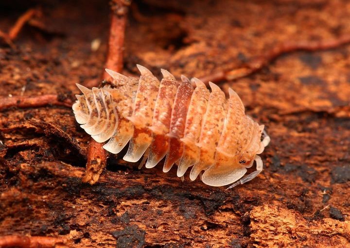 [서울=뉴시스] 쿠바 스파이키(Cuban Spiky). (사진=X) *재판매 및 DB 금지