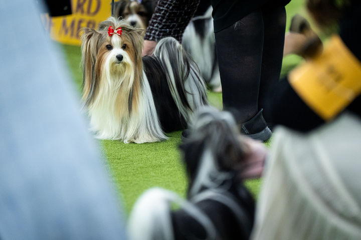 [뉴욕=AP/뉴시스] 2일 (현지 시간) 미국 뉴욕에서 열린 제150회 웨스트민스터 컨넬 클럽 도그쇼에 출전한 강아지. 2026.02.03.