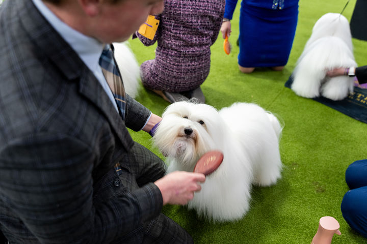 [뉴욕=AP/뉴시스] 2일 (현지 시간) 미국 뉴욕에서 열린 제150회 웨스트민스터 컨넬 클럽 도그쇼에서 핸들러가 강아지에게 빗질을 해주고 있다. 2026.02.03.