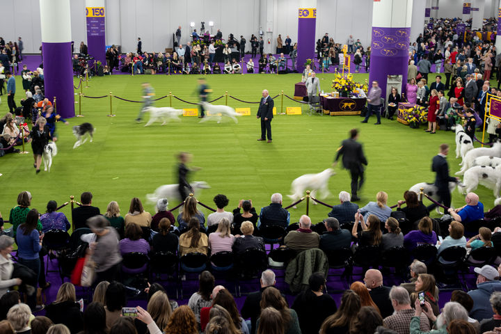 [뉴욕=AP/뉴시스] 2일 (현지 시간) 미국 뉴욕에서 열린 제150회 웨스트민스터 컨넬 클럽 도그쇼에서 핸들러와 개들이 심사를 받고 있다. 2026.02.03.