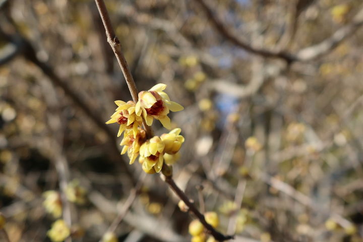 [태안=뉴시스] 천리포수목원의 노란 꽃잎 납매가 지난 2일 개화해 그 자태를 뽐내고 있다. (사진=태안군 제공) 2026.02.03. photo@newsis.com *재판매 및 DB 금지