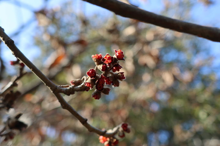 [태안=뉴시스] 천리포수목원의 풍년화가 지난 2일 개화해 그 자태를 뽐내고 있다. (사진=태안군 제공) 2026.02.03. photo@newsis.com *재판매 및 DB 금지
