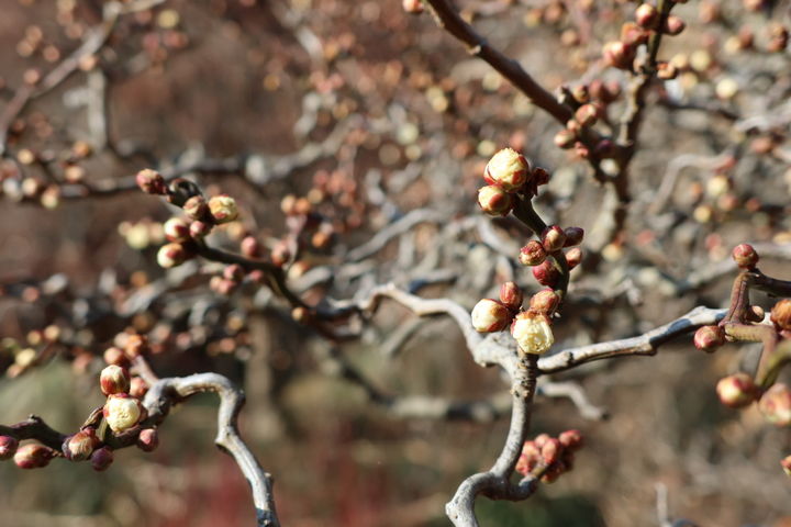 [태안=뉴시스] 지난 2일 천리포수목원 매실나무 '토르토우스 드래곤' 가지 끝에서 매화 꽃봉오리가 벌어지고 있다. (사진=천리포수목원 제공)2026.02.03. photo@newsis.com *재판매 및 DB 금지