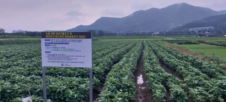 농진청, 논콩에 '깊이거름+바이오차' 적용…온실가스 70%↓