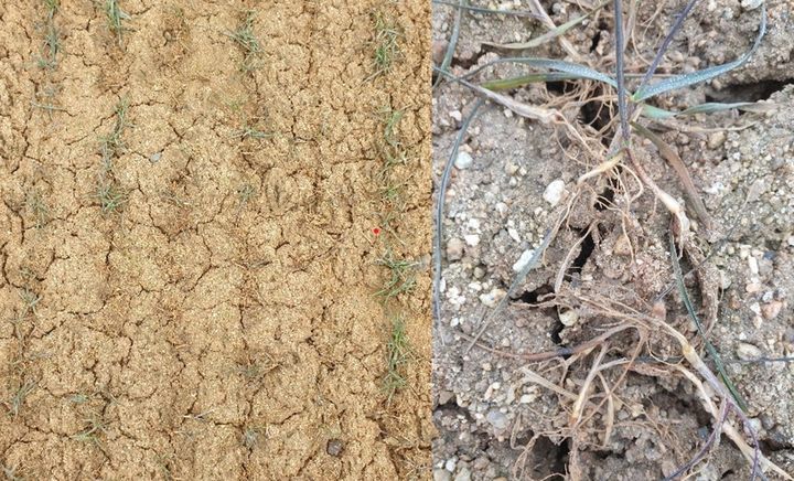 [세종=뉴시스] 농촌진흥청은 겨울을 난 보리·밀 등 맥류가 다시 자라기 시작하는 '생육 재생기'를 앞두고 수량성과 품질을 높이기 위한 철저한 재배 관리를 3일 당부했다. 사진은 서릿발 피해 모습. (사진=농진청 제공) 2026.02.03. photo@newsis.com *재판매 및 DB 금지