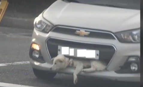 사진 동물단체 '케어' *재판매 및 DB 금지