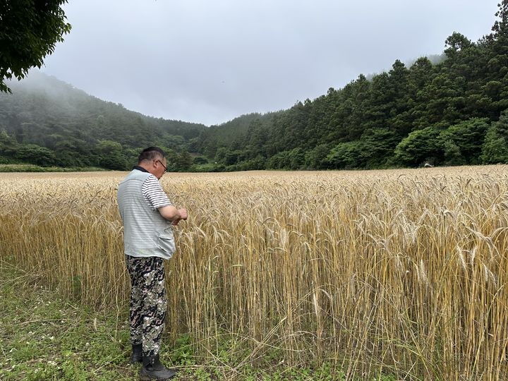 [제주=뉴시스] 트리티케일 육성 모습. (사진=제주도 제공) 2026.02.03. photo@newsis.com *재판매 및 DB 금지