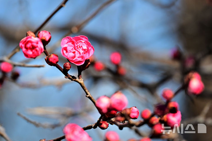 남해의 봄 홍매화 '활짝' [오늘의 한 컷]